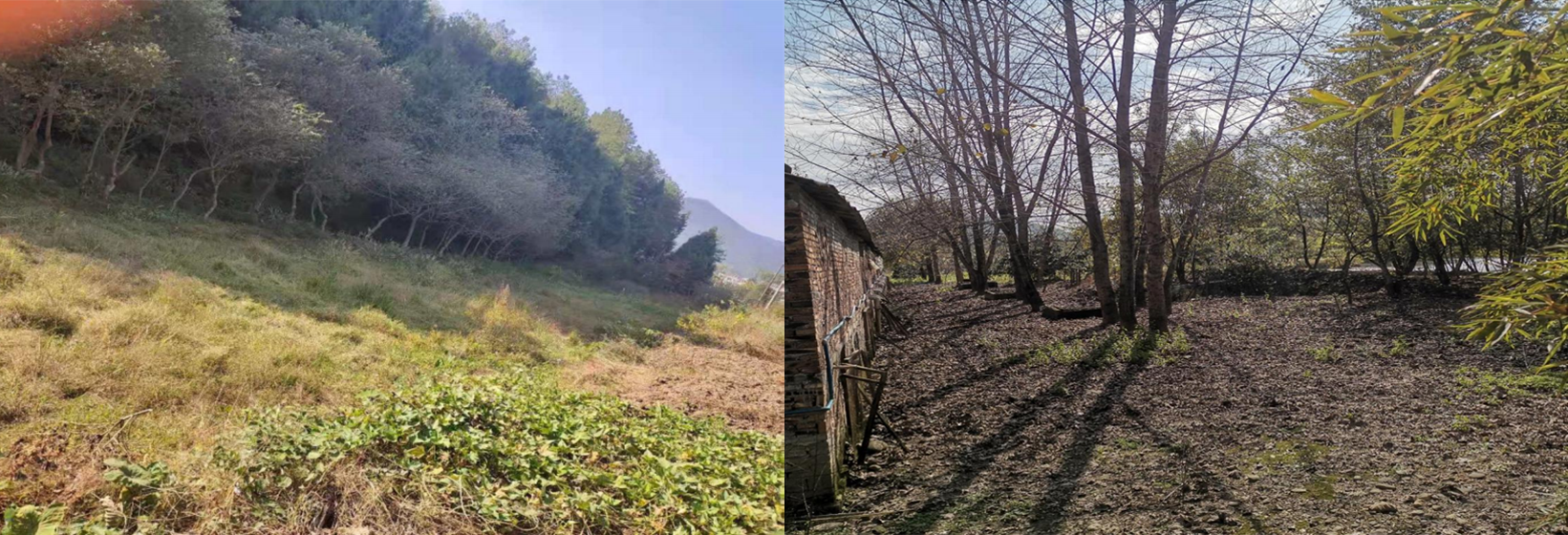 石塘村、五星村污水站現(xiàn)場選址現(xiàn)場圖.png